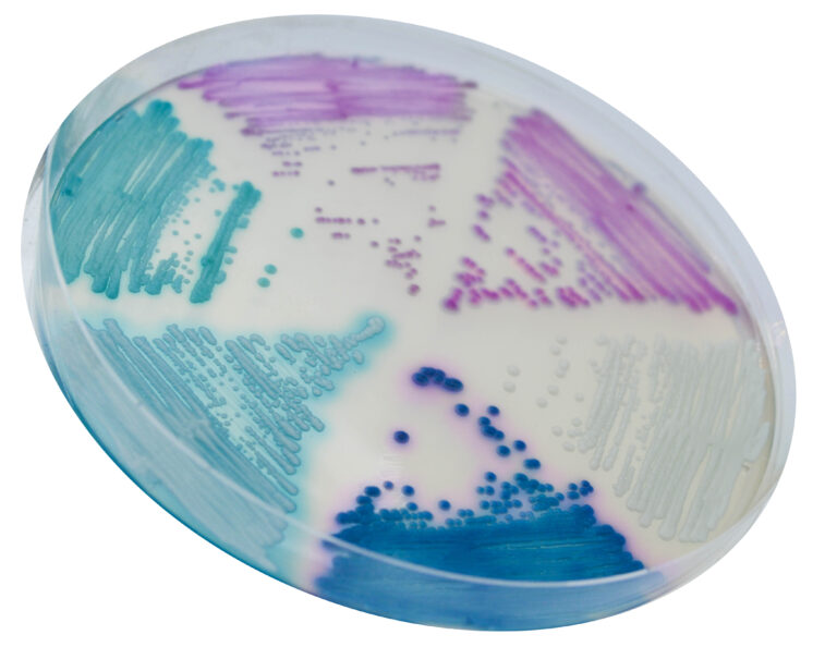 Хромогенне середовище для виділення та диференціювання Candida plus spp. / CHROM Candida Plus, Sanimed-M